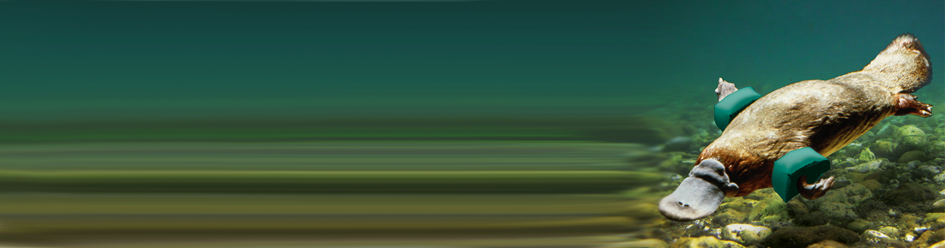 platypus-banner-no-copy.png